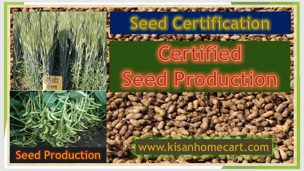 seed certification