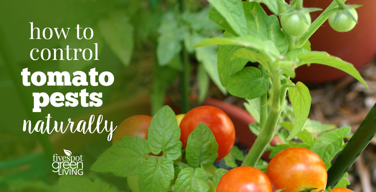 tomato organic pest control methods in tamil 1